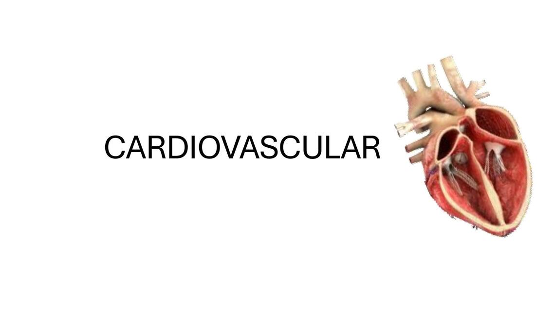 Cardiovascular 