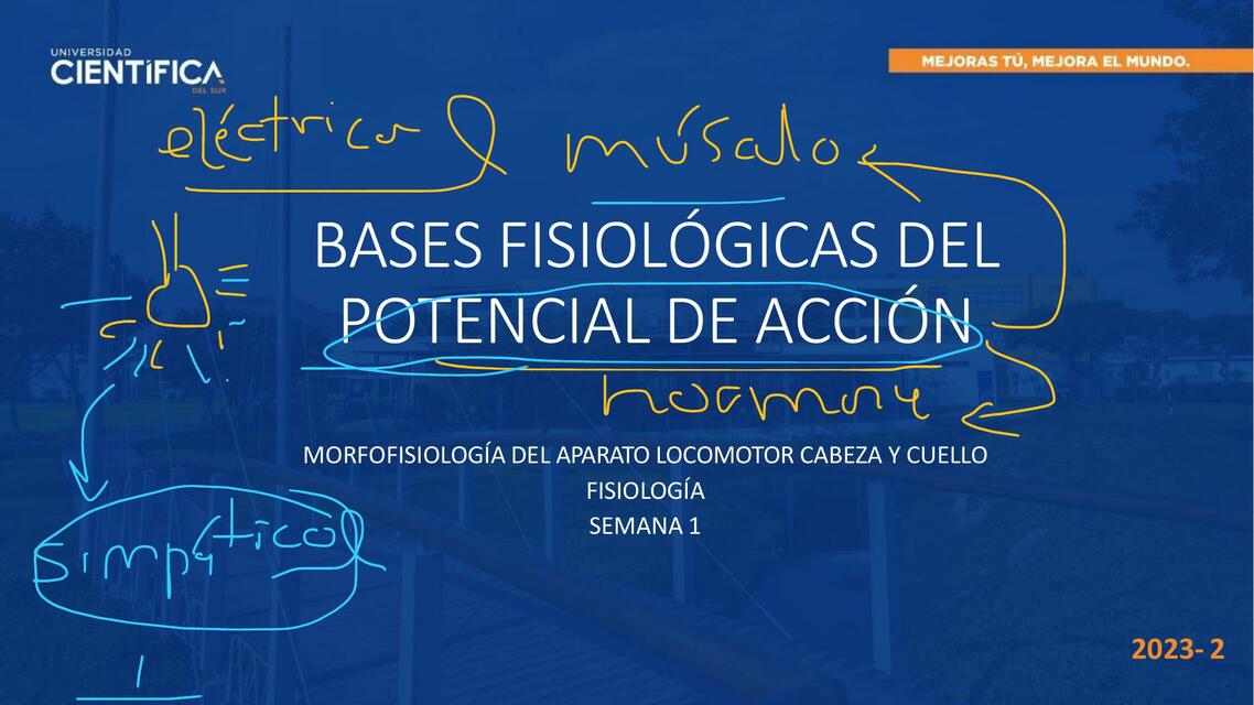 Bases fisiológicas del potencial de acción