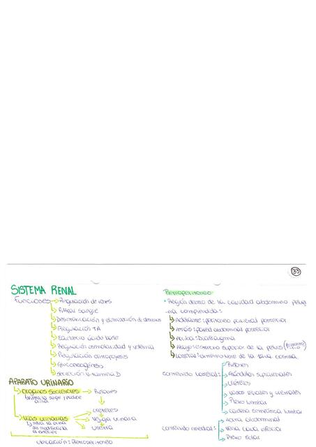 Sistema renal