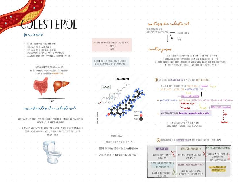 Colesterol