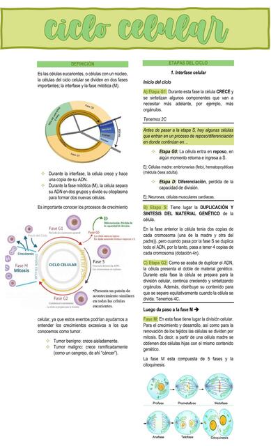 Ciclo Celular 