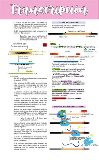 Transcripción