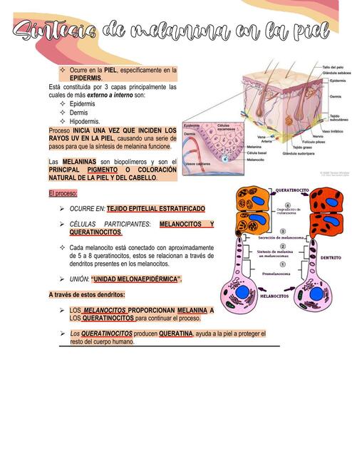 Síntesis de Melanina en la Piel 