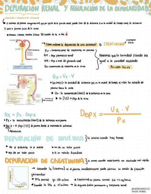 Depuración Renal Y Regulación De La Osmolaridad