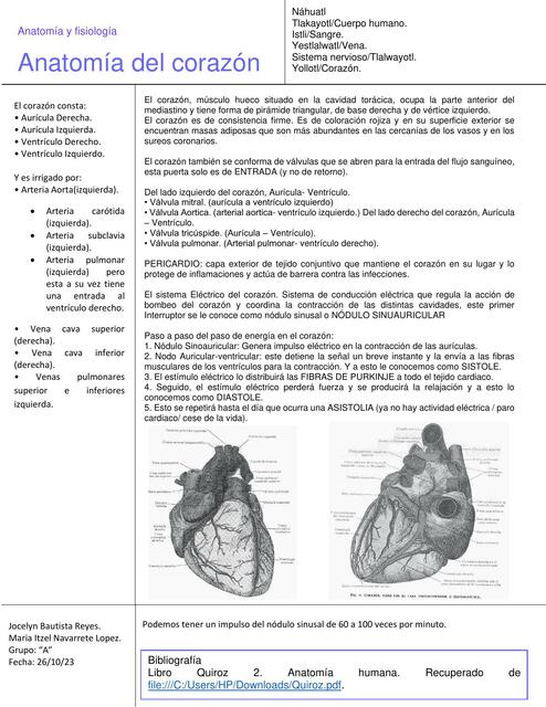 Anatomía del corazón