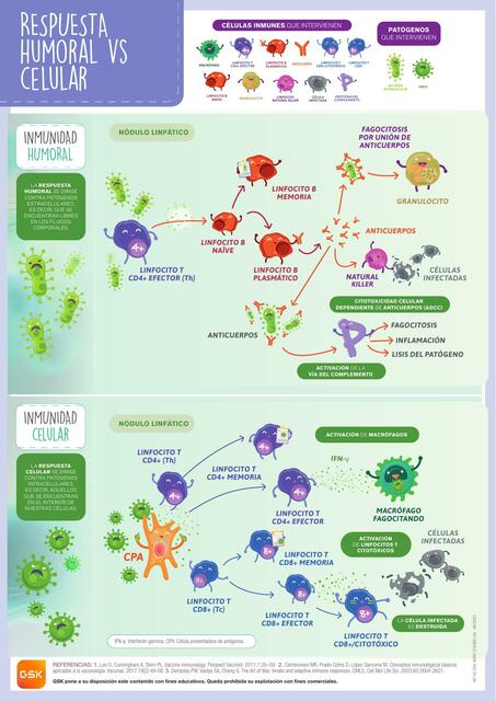 Infografia humoral vs celular