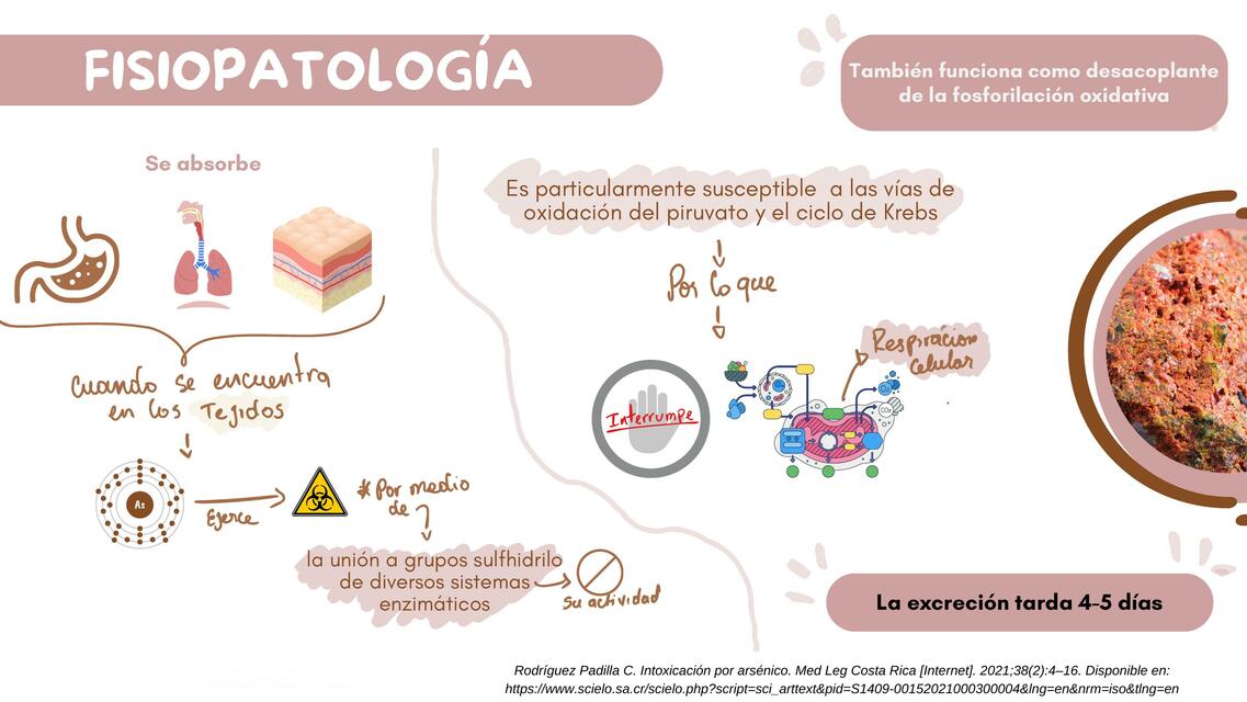 FISIOPATOLOGIA DEL ARSÉNICO