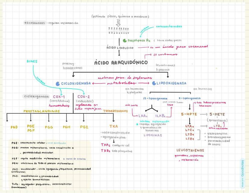 Ácido Araquidónico (mapa conceptual)