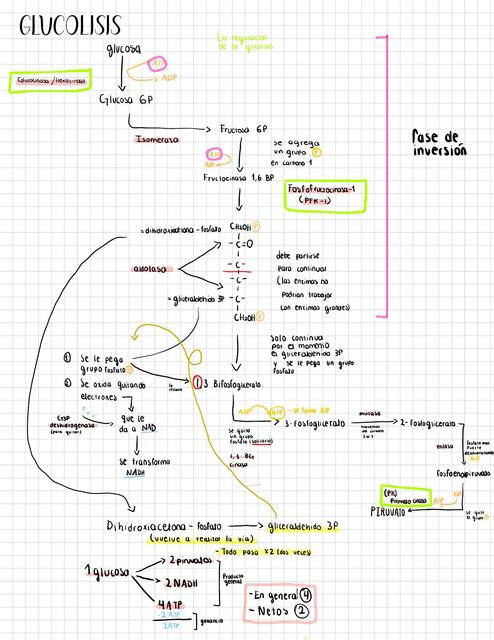 Glucolisis