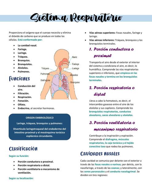 Histologia del sistema respiratorio