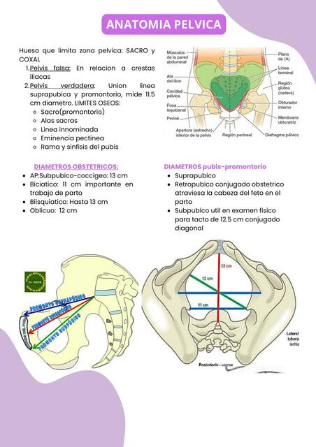 Anatomía pélvica