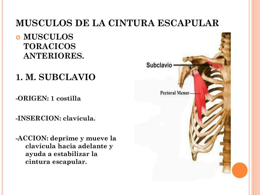 Músculos de la cintura escapular y las extremidades