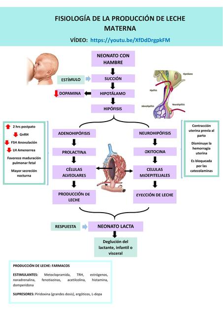 Fisiología de la Producción de Leche Materna 