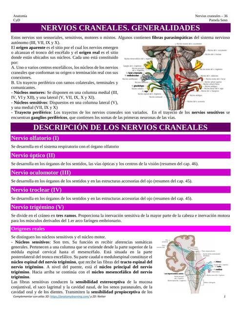 Nervios craneales