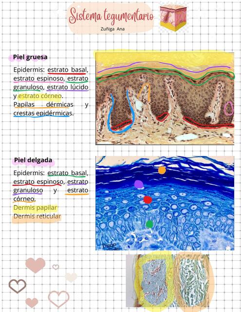 Histología-Sistema tegumentario