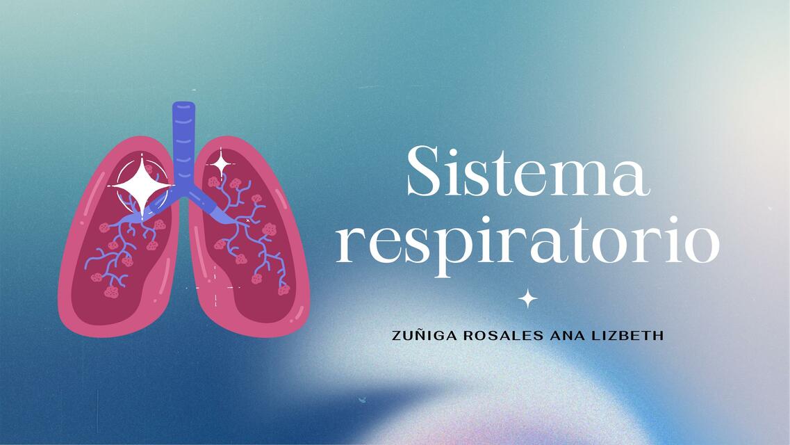 Sistema respiratorio