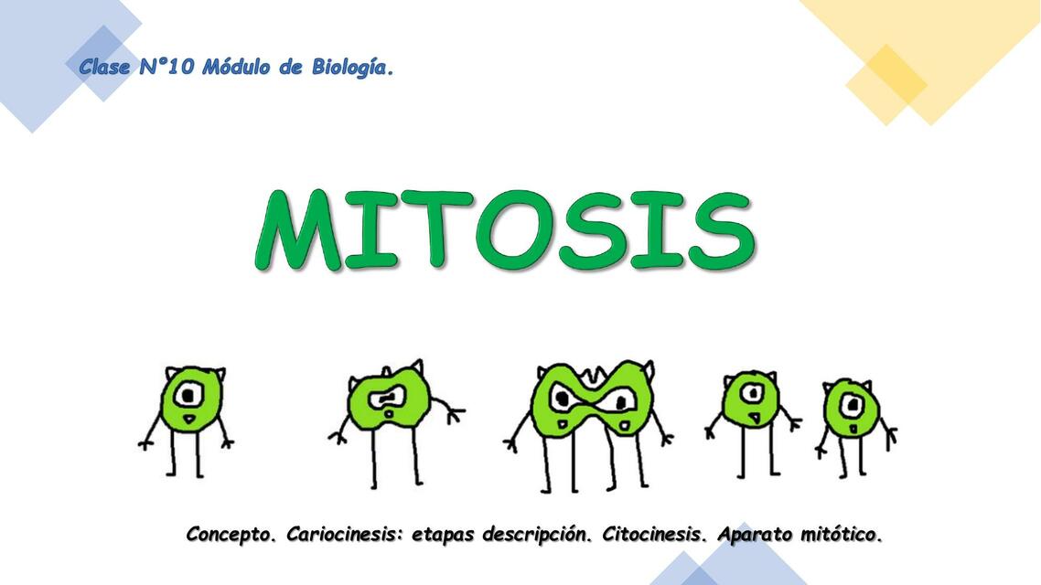 Biologia 10 Mitosis