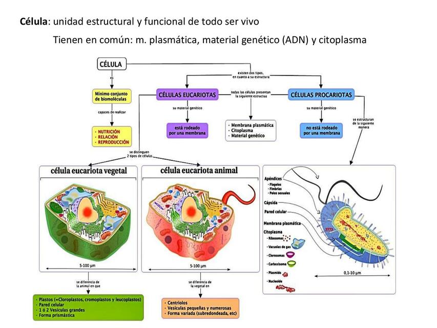 Celula Clasificacion y estructura