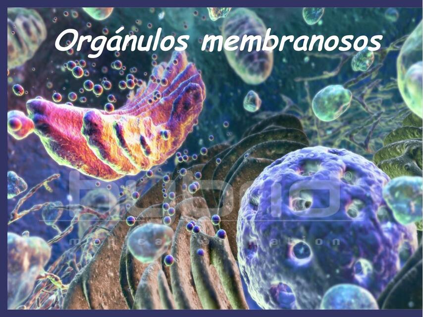 Orgánulos membranosos 