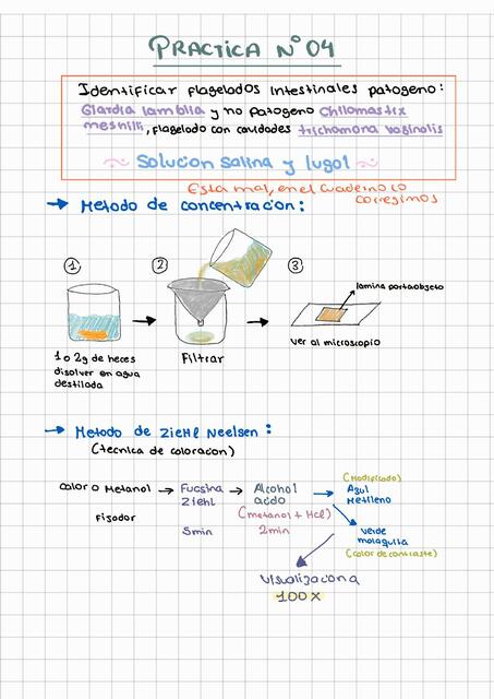 Práctica N°4 de Parasitología 