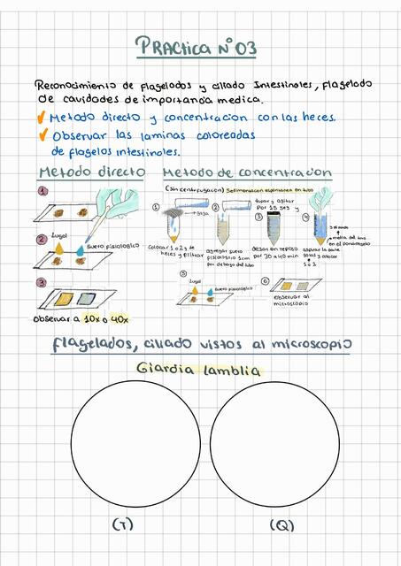 Práctica N°3 de Parasitología 