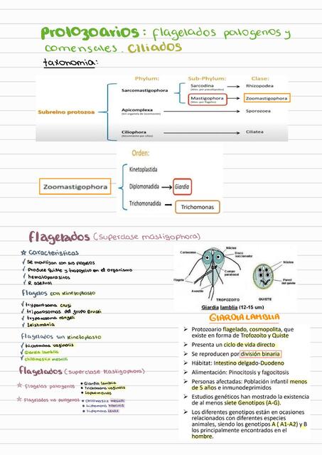 Protozoarios 