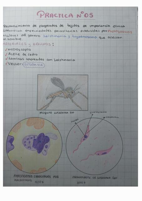 Reconocimiento de Flagelados de Tejidos de Importancia Clínica 