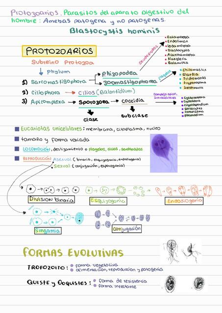 Protozoarios 