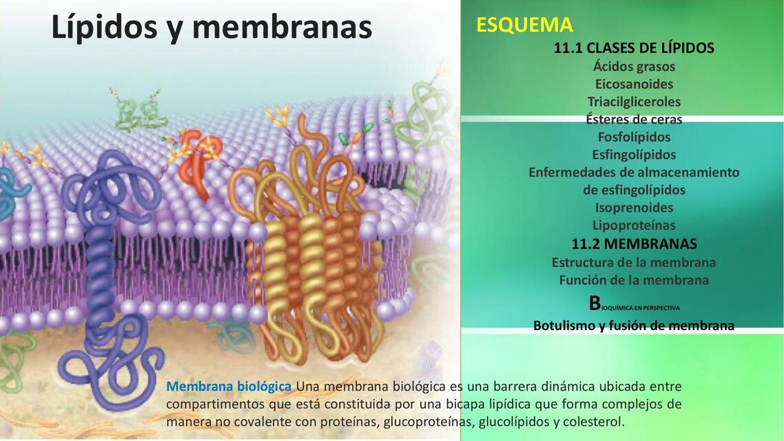 Lípidos y membranas