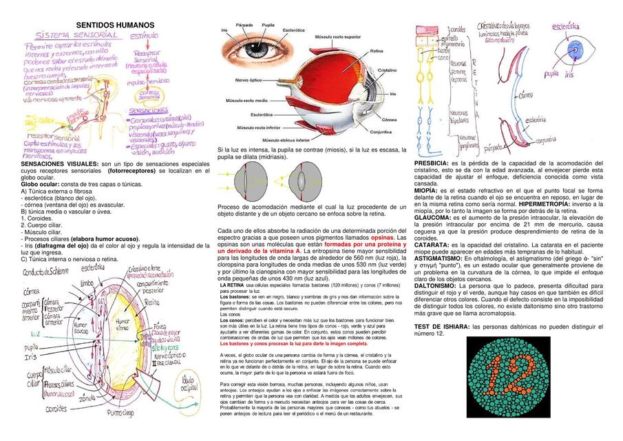 Sentidos humanos 