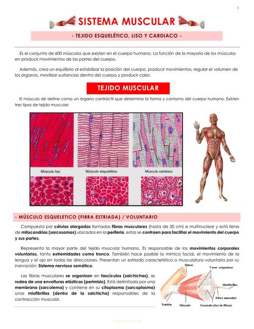  Sistema Muscular