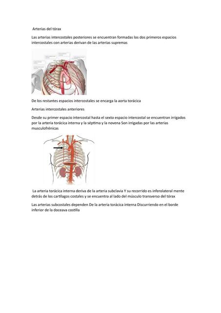 Arterias del tórax