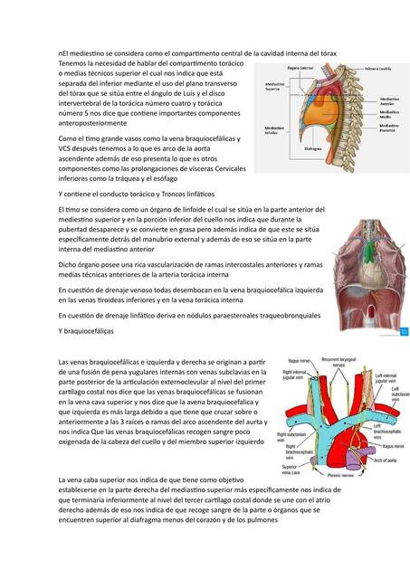 El mediastino 