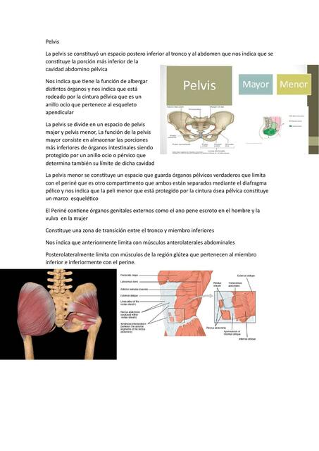 Pelvis