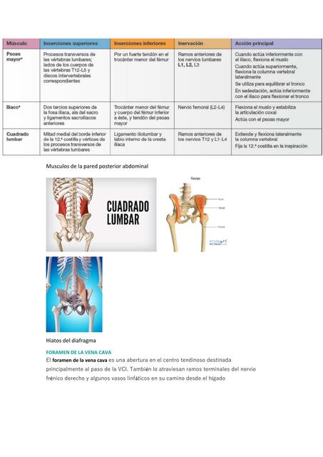 Musculos de la pared posterior abdominal