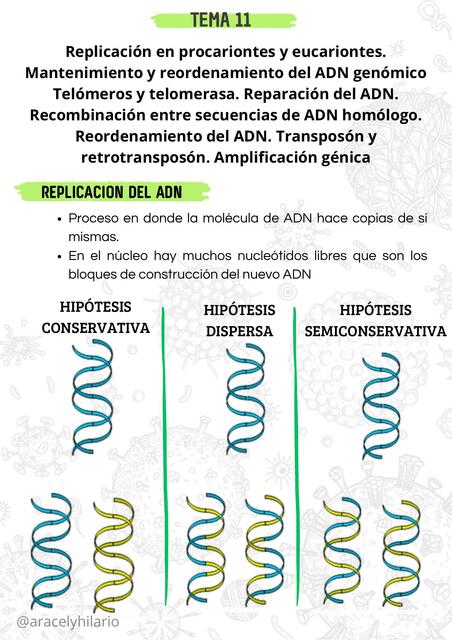 REPLICACION EN PROCARIONTES Y EUCARIONTES