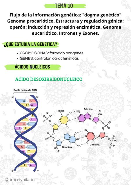 FLUJO DE LA INFORMACION GENETICA