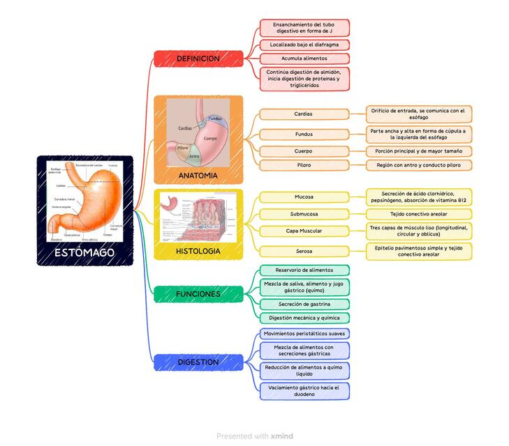 Estómago Aida NursNotes uDocz