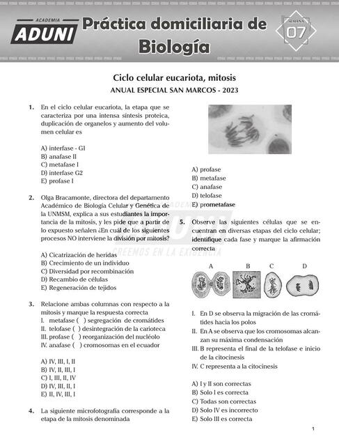 Ciclo celular eucariota, mitosis