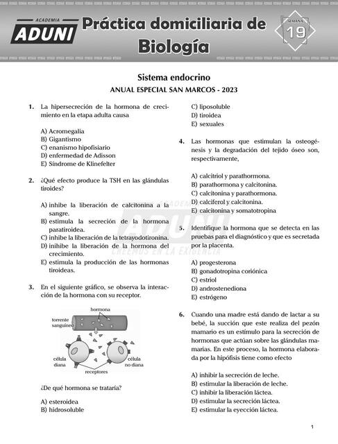 Sistema endocrino 