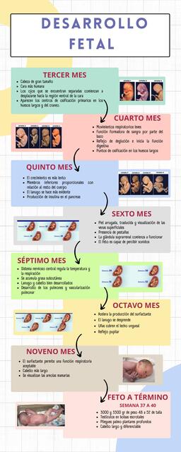 Desarrollo Fetal