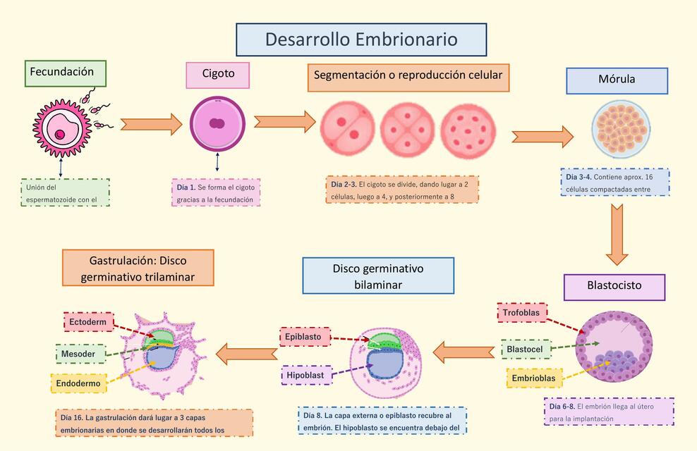 Desarrollo Embrionario