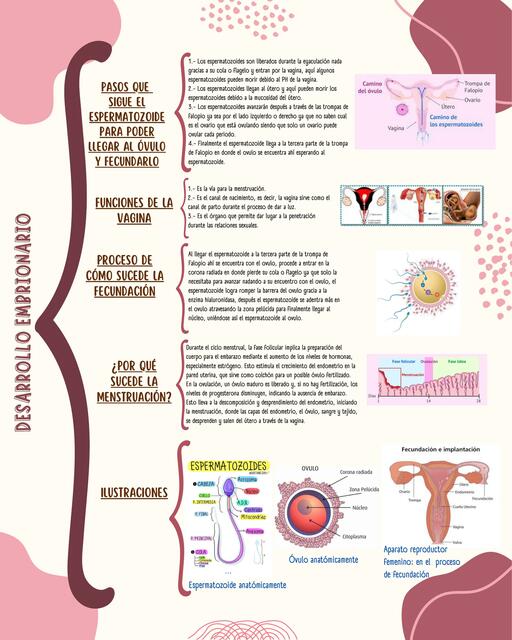 Desarrollo Embrionario