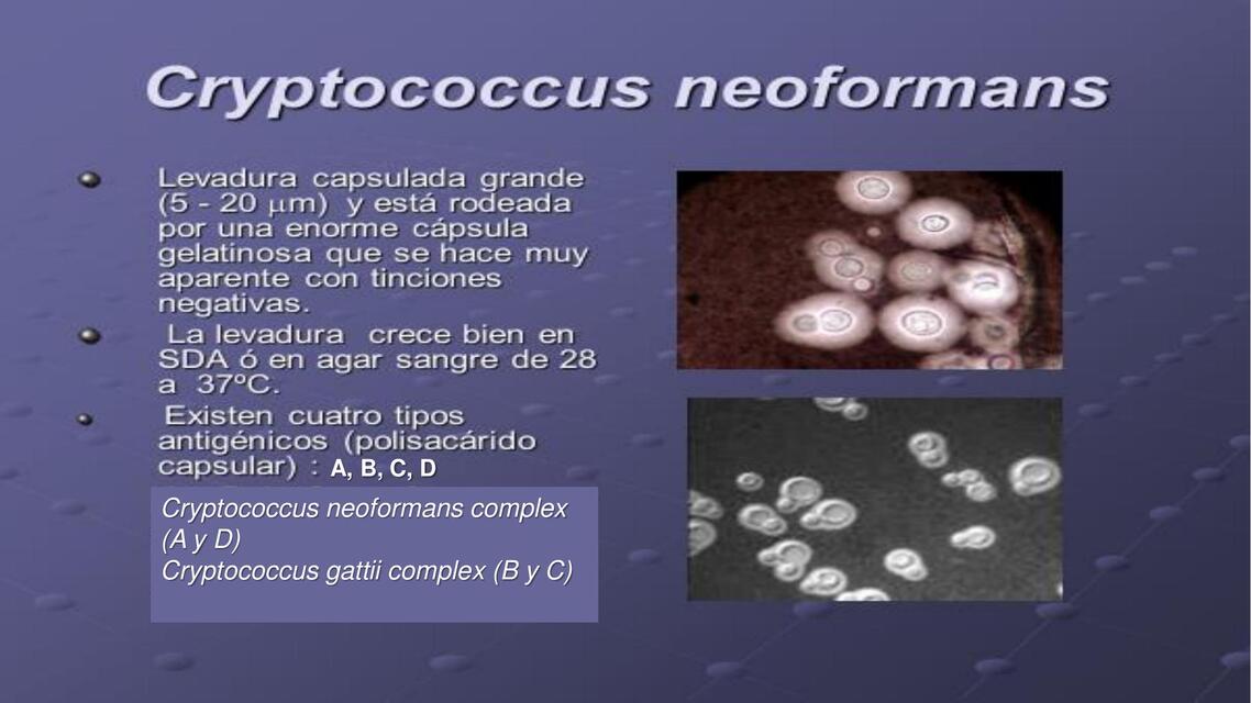 Cryptococcus neoformans 