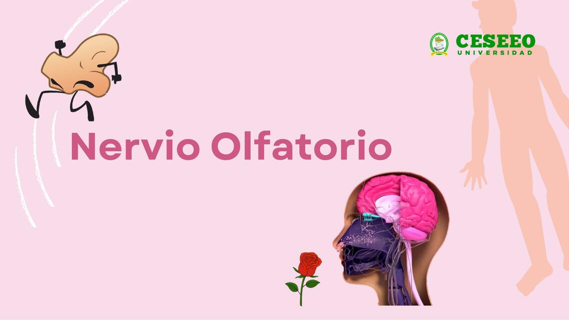 Nervio olfatorio 