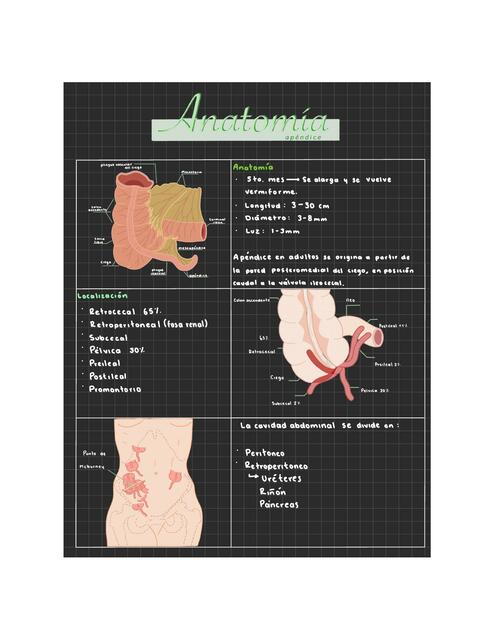 Anatomía 