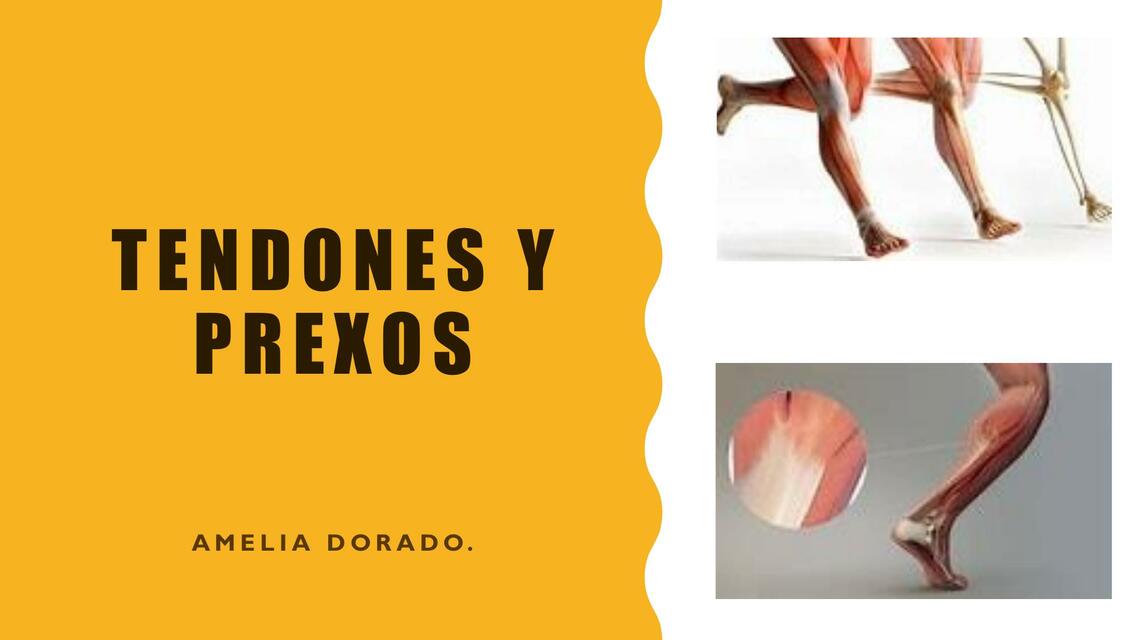 Tendones y prexos 