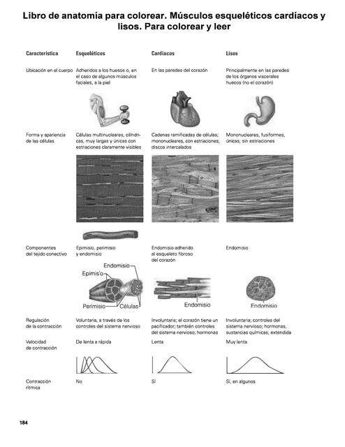 Libro de anatomía para colorear. Músculos esqueléticos cardiacos y lisos