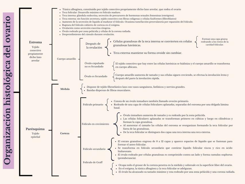 Organización histológica del ovario 