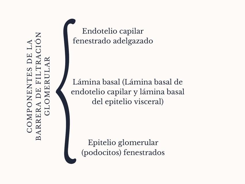 Organización histológica renal 